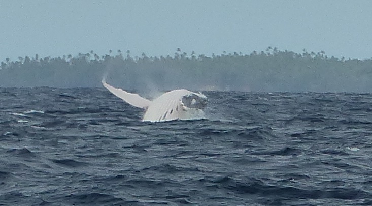 Belly of a breaching humpback whale